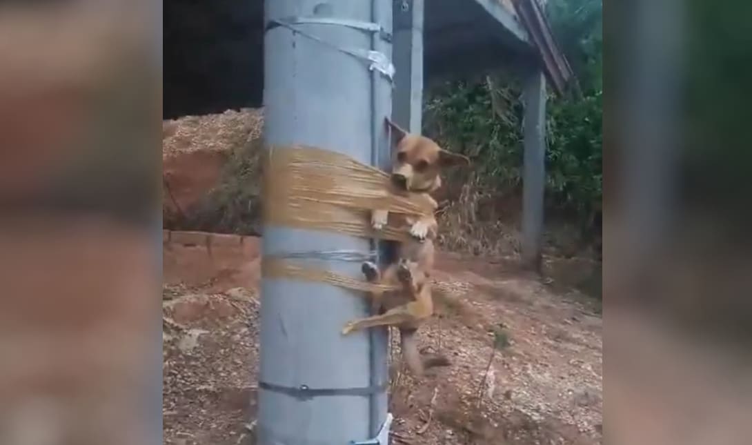 Έδεσαν σκύλο σε κολώνα με ταινία