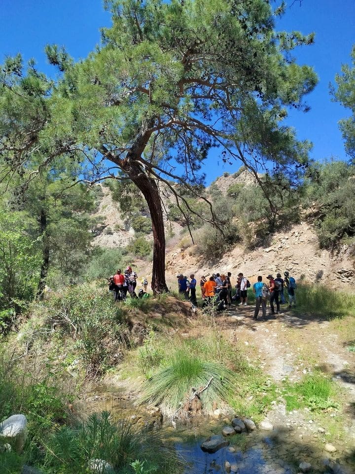 ΠΕΥΚΟΔΑΣΟΣ Άρβη