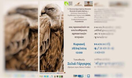 απελευθέρωση πτηνών