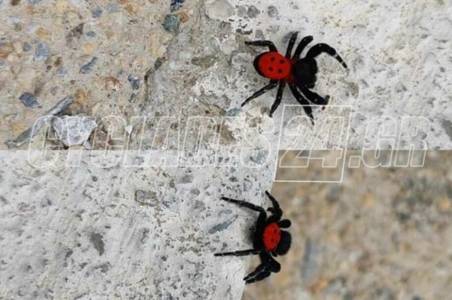 αράχνη