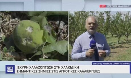 Βερίκοκα