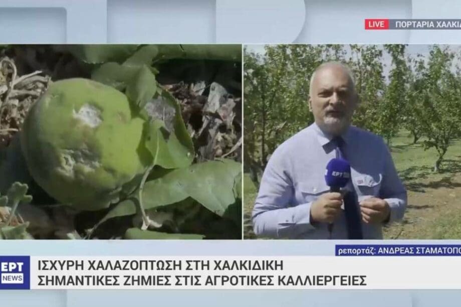 Βερίκοκα