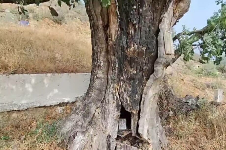δέντρο