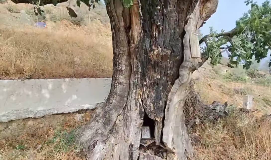 δέντρο