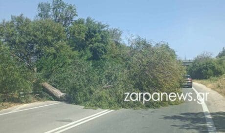 δέντρο Χανιά