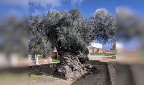 Ελιά Βούβες Χανιά