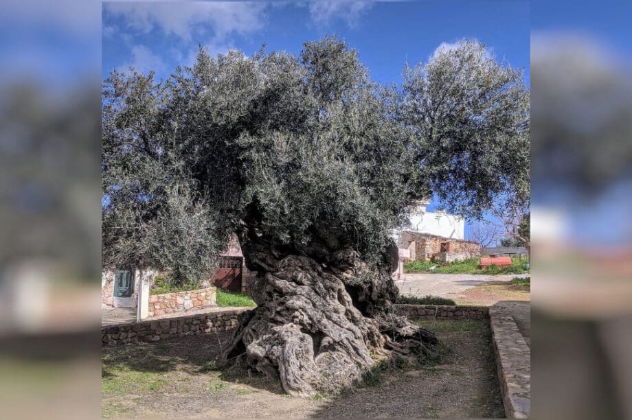 Ελιά Βούβες Χανιά