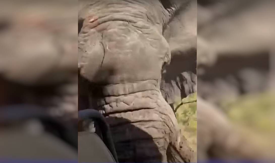Επίθεση ελέφαντα σαφάρι
