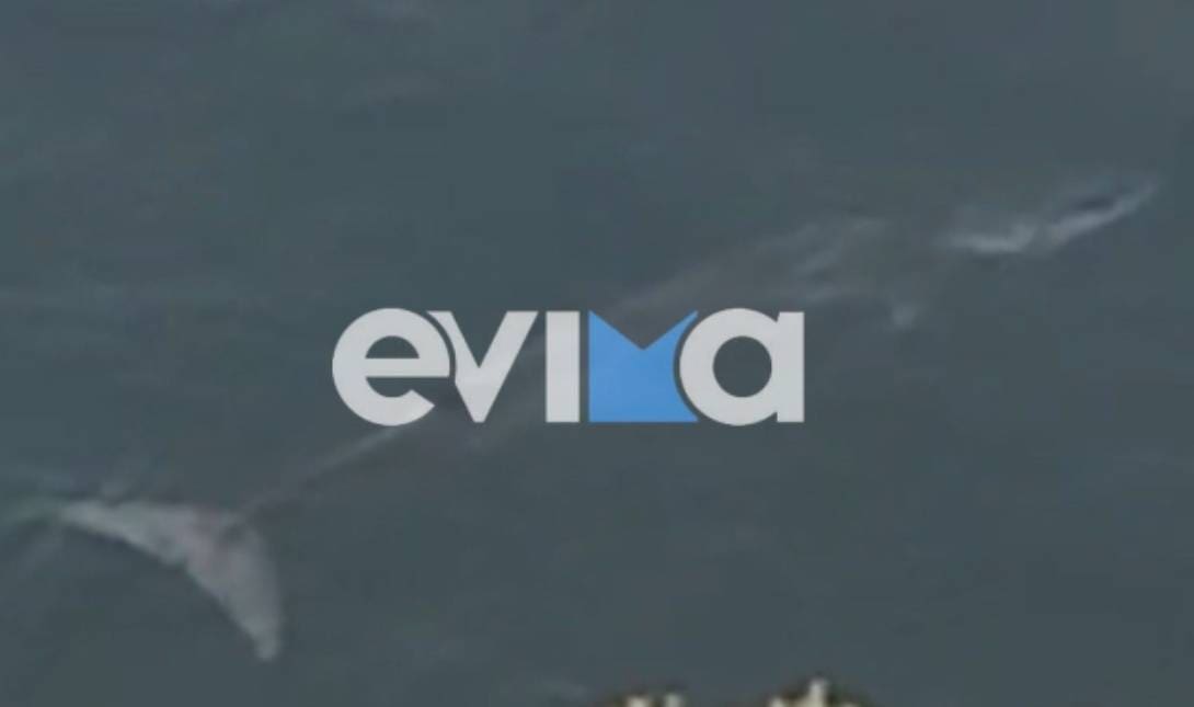 Φάλαινα