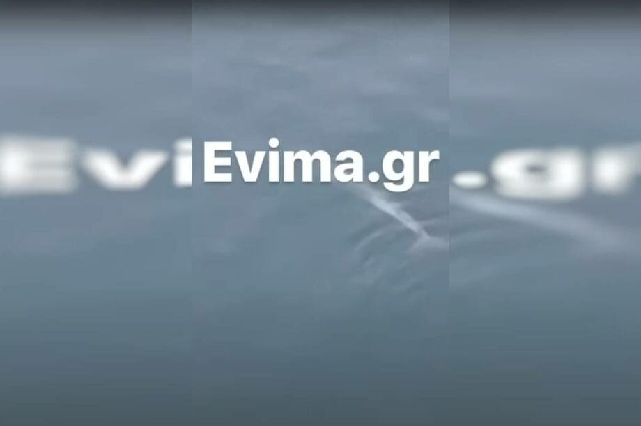 φάλαινα εύβοια