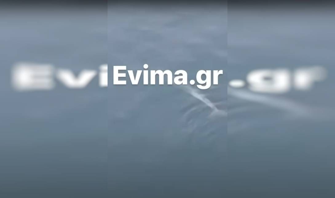 φάλαινα εύβοια