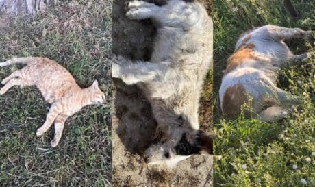 Φόλες αδέσποτα