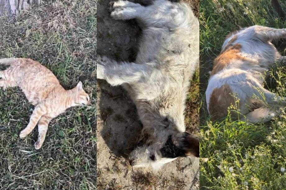Φόλες αδέσποτα