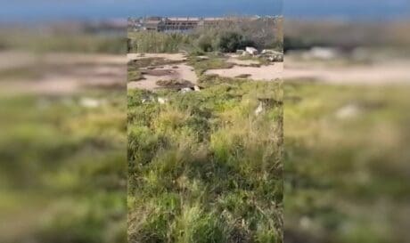 φόλες νεκρά σκυλιά