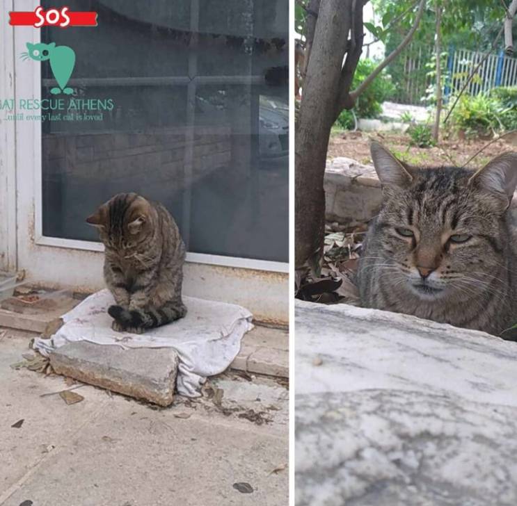 γάτα