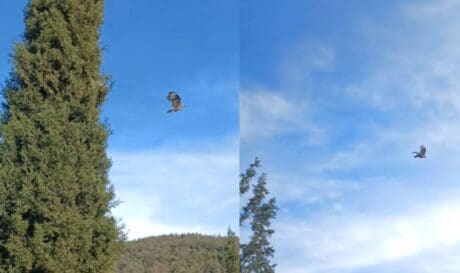 γερακίνα