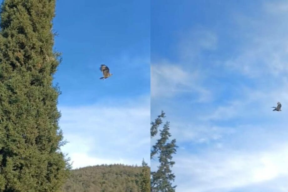 γερακίνα