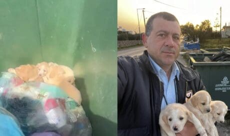 Ιεράπετρα κουτάβια