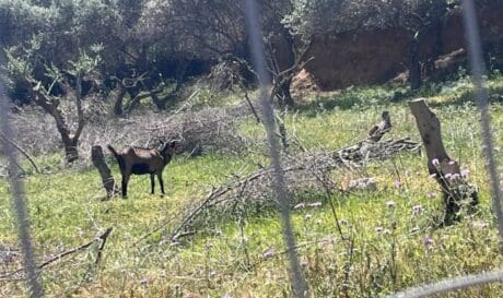 Χανιά κακοποίηση