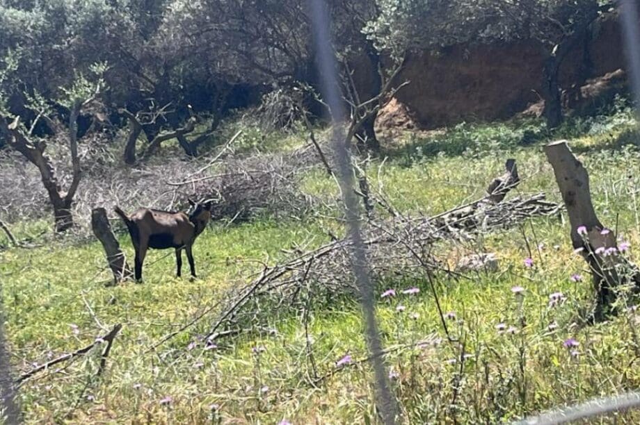 Χανιά κακοποίηση