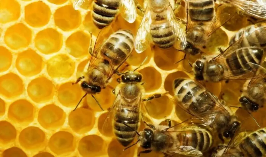 Μέλι, Μέλισσες