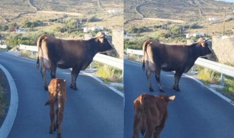 Παστούρωμα