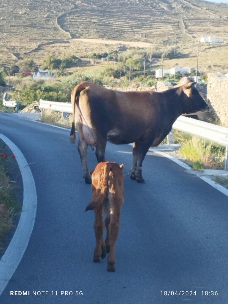 Παστούρωμα