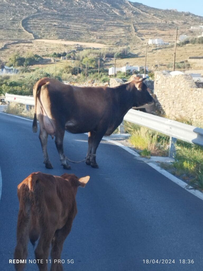 Παστούρωμα