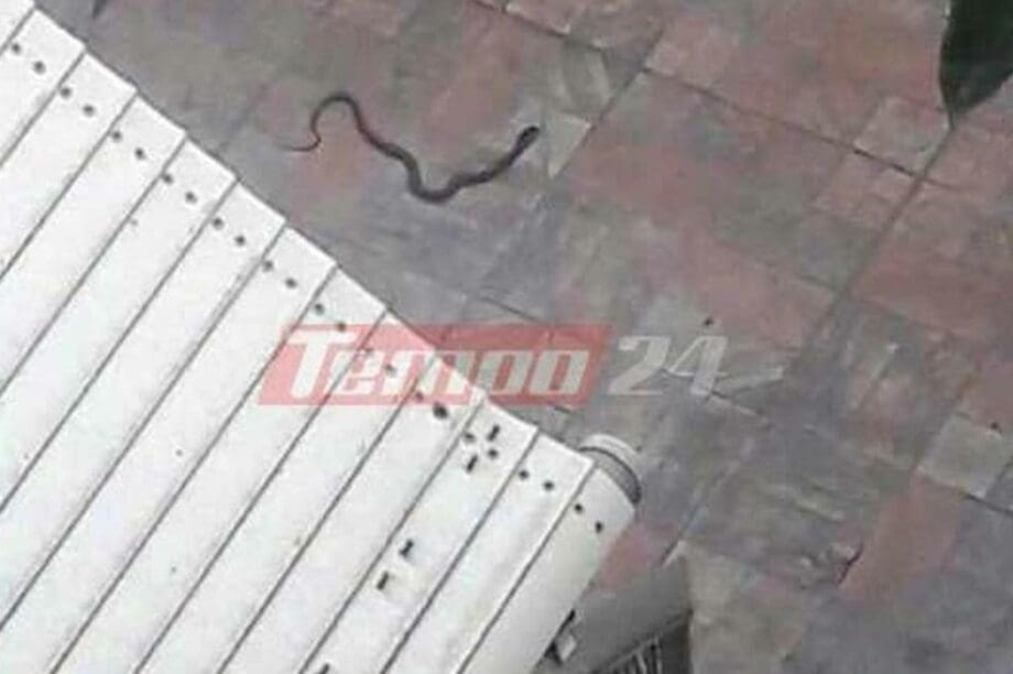 Οχιά