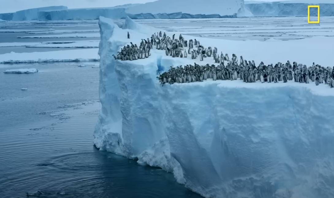 Πιγκουίνοι Ανταρκτική