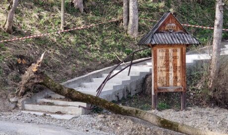 Πολωνία πτώσεις δέντρων