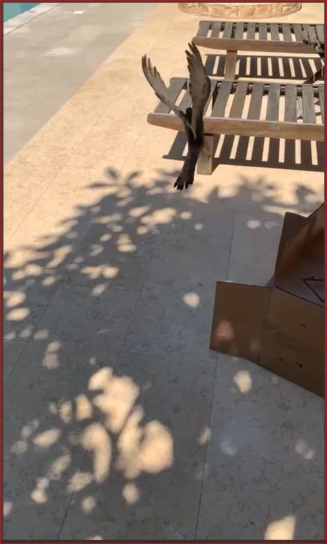 πουλί