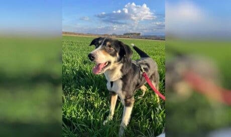 Ράικα σκύλος