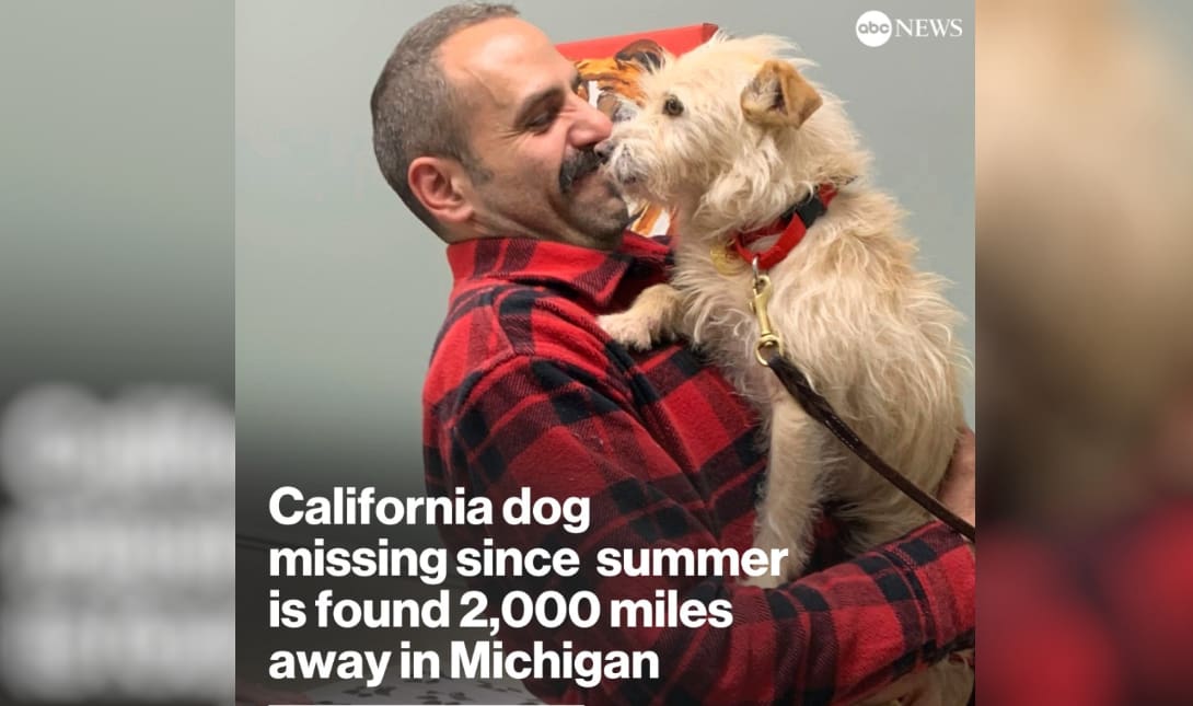 Εντοπίστηκε σκύλος 3.770 χιλιόμετρα από το σπίτι του
