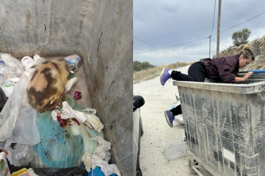Σκουπίδια γάτα
