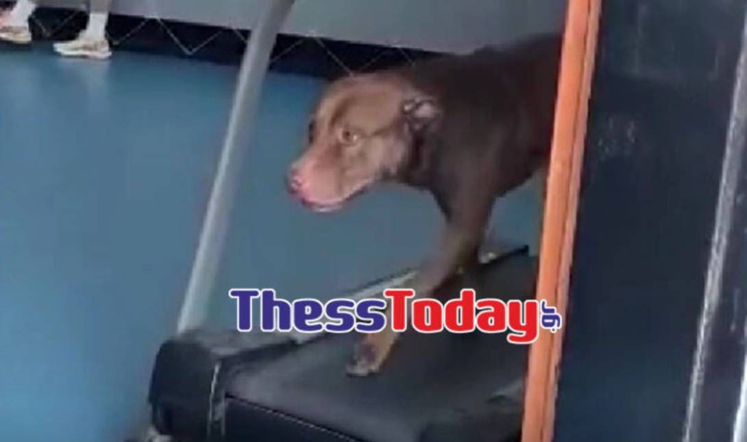 Σκύλος Θεσσαλονίκη