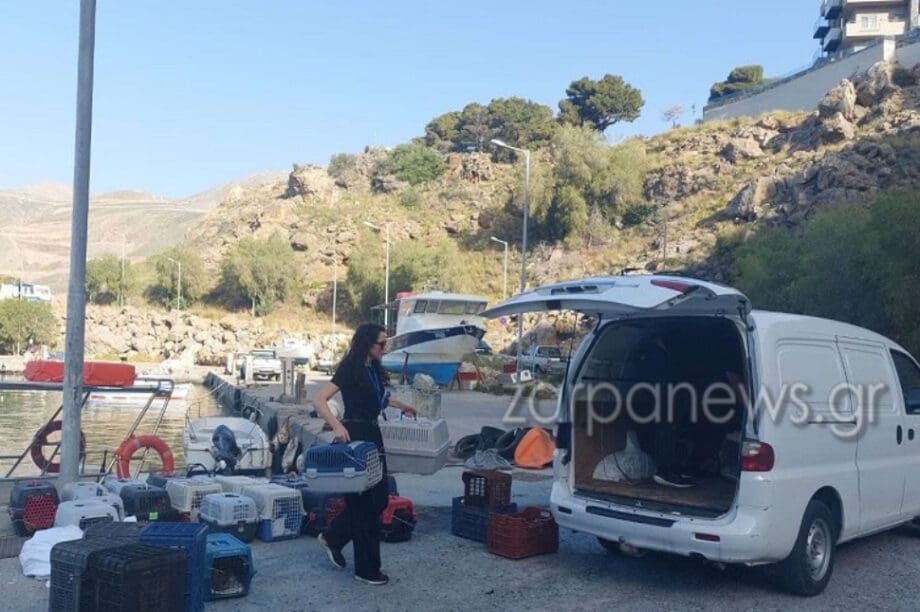 Χανιά: Στειρώθηκαν 80 γάτες με πρωτοβουλία εθελοντών