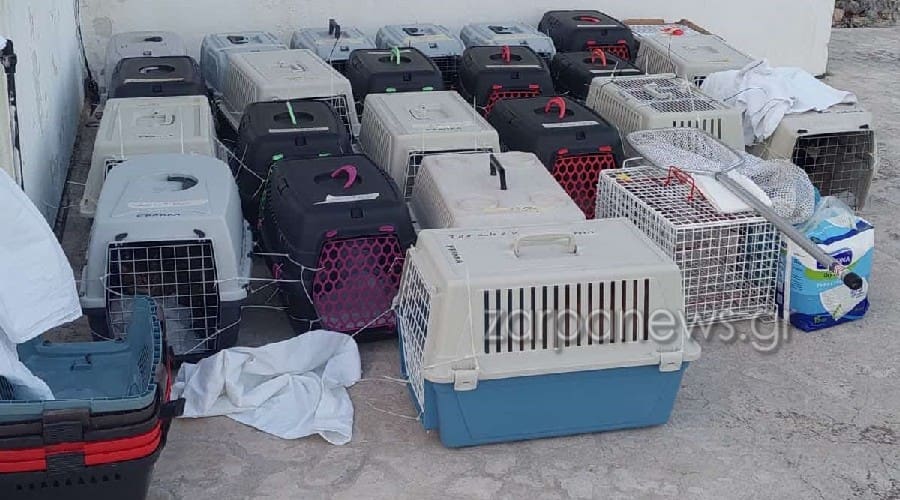 Χανιά: Στειρώθηκαν 80 γάτες με πρωτοβουλία εθελοντών