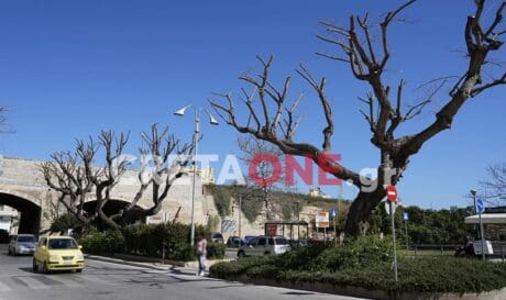 Πάρκο Θεοτοκόπουλου δεντρα