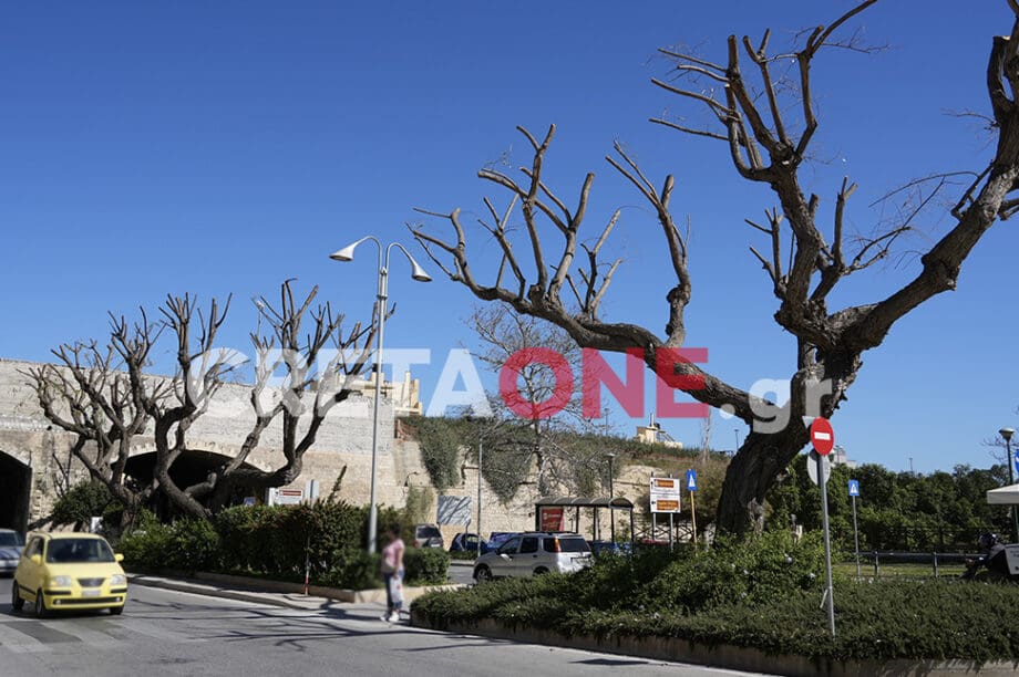 Πάρκο Θεοτοκόπουλου δεντρα