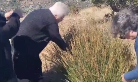 Bρουλιά