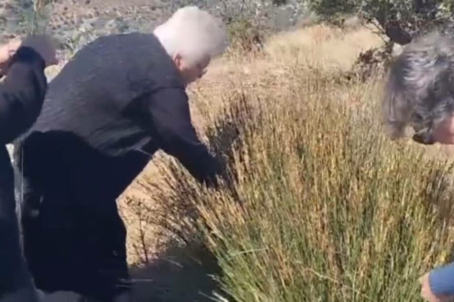Bρουλιά