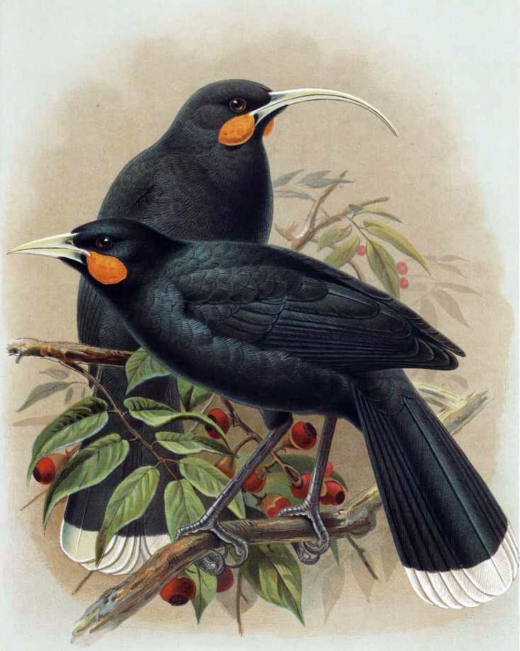 Huia - Buller πτηνό