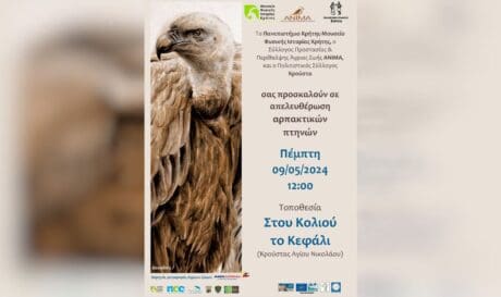 αρπακτικά