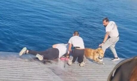 διάσωση σκύλου