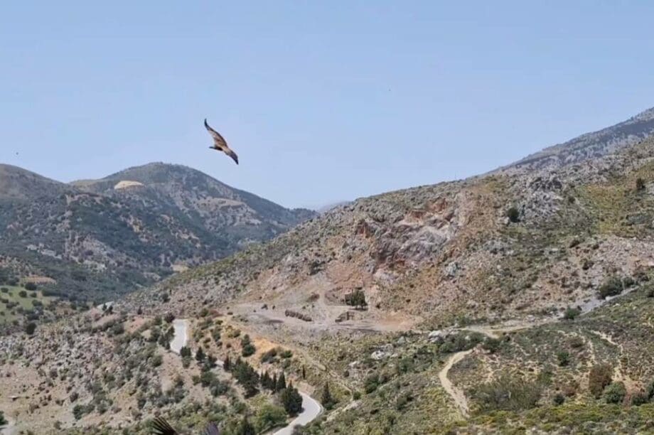 απελευθέρωση γυπες