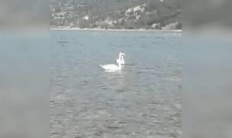 κύκνοι