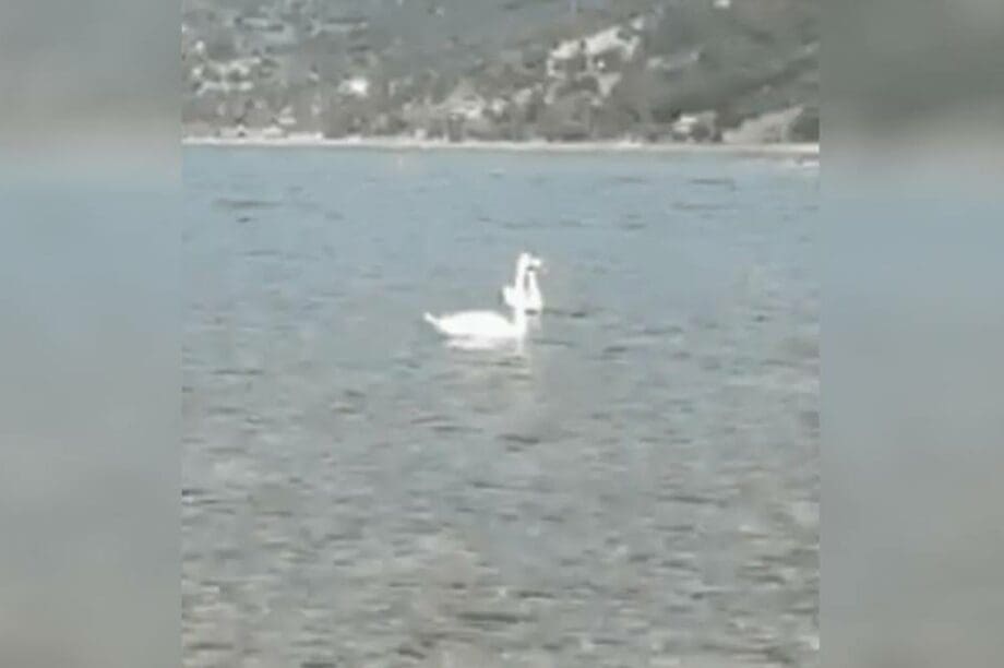 κύκνοι