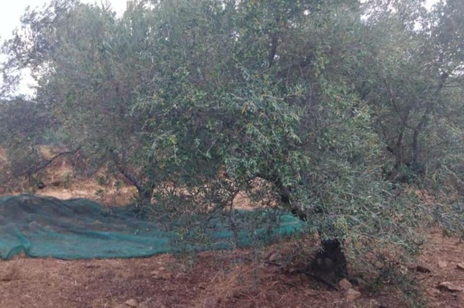 λιόφυτο