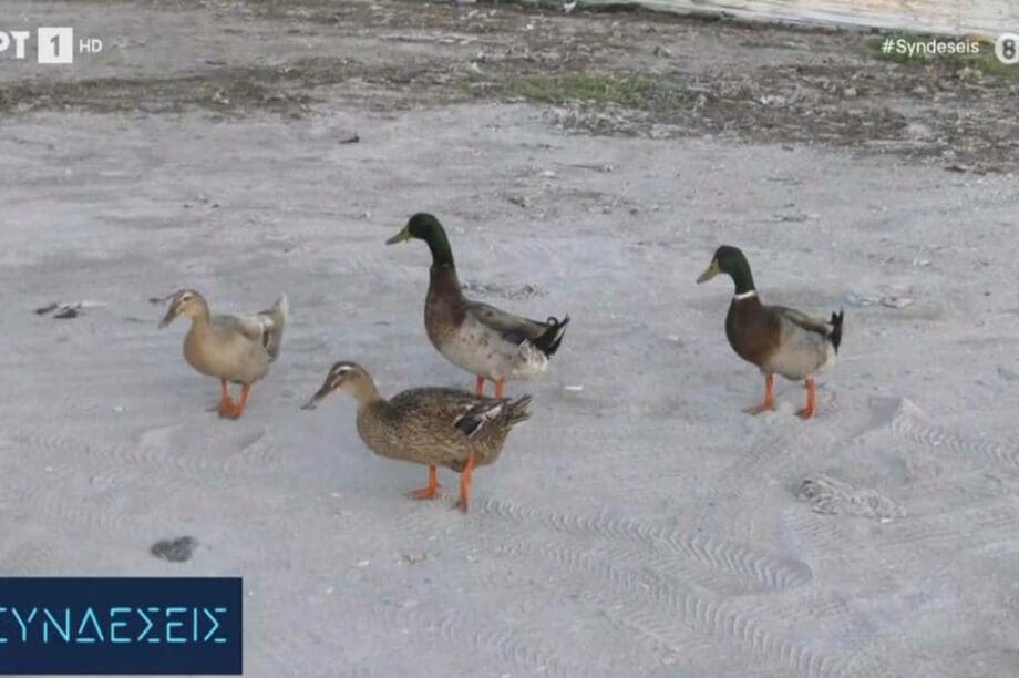 πάπιες